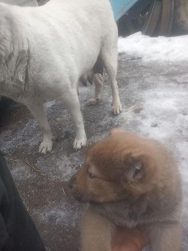 сколько стоит французский бульдог: Щенки дворового типа - Возраст: примерно 1–1,5 месяца (видно на фото — 4