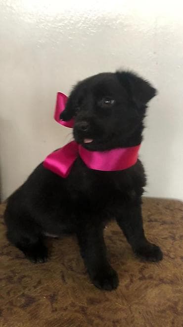sobaka dog: Щенок черный,метис. девочка,примерно 2,5 месяца. кушает — 2