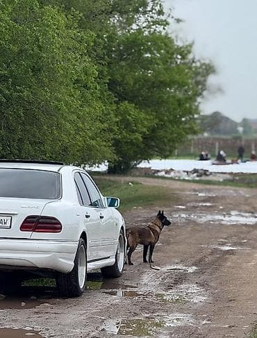 Бельгийская овчарка, 5 месяцев, Самец