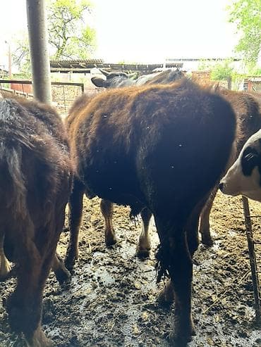 бычки бычок: Продаю | Бык (самец) | Привязанные — 5