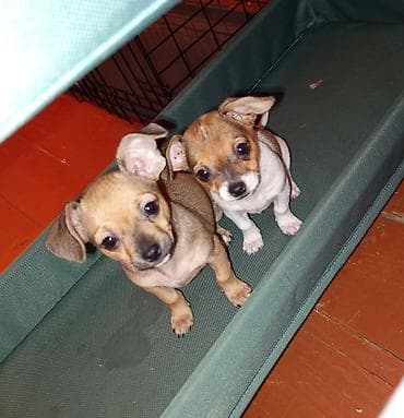 американский булли бишкек: Чихуахуа, 2 месяца, Самка — 1