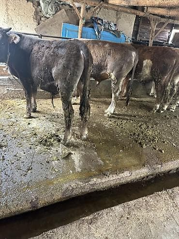 чау чау цена бишкек: Продаю | Бык (самец) — 3