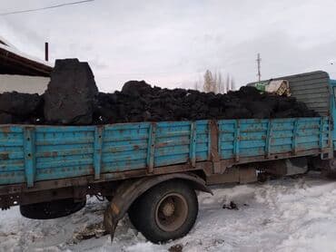 голубая шотландская кошка: Котёнок, пушистый черно‑дымчатый с белыми “носочками” и грудкой — 10