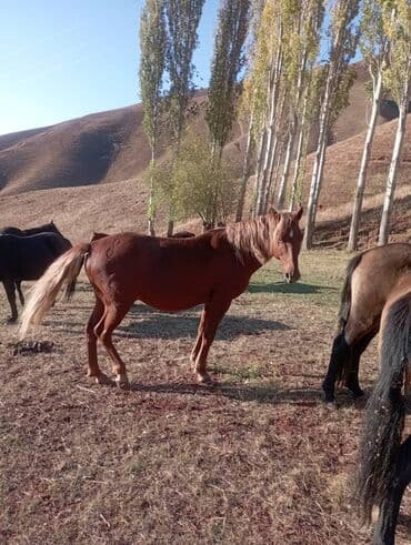 дом попугая: Продаю | Конь (самец) | Рабочий | Племенные — 1