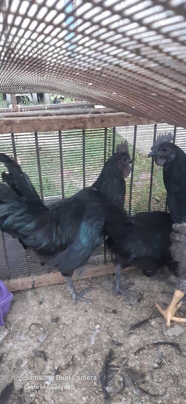 попугай неразлучник купить: Продаю | Куры — 2