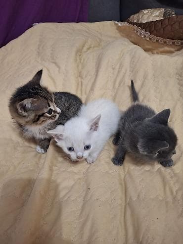 Отдам даром кошку: 2 месяца, Девочка — 6