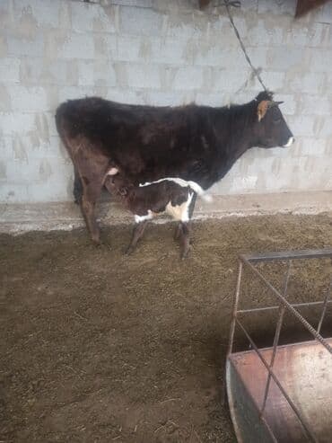 купить щенка мопса: Продаю | Корова (самка) | Алатауская, Швицкая | Для разведения, Для молока | После отела — 4