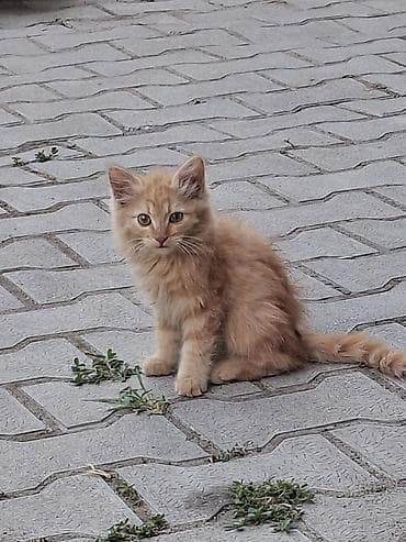 scottish fold: Котята, пушистые, домашнего типа. На фото — два маленьких котёнка: - — 7