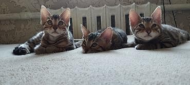сибирская трехцветная кошка: Бенгальская, 1 месяц, Девочка — 5
