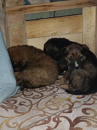 продаю щенят: Щенки дворовой породы Спасли в речке! Пожалуйста помогите с питанием — 2