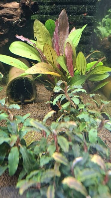 Линолеум: Аквариумные растения — живые, выращенные в воде Предлагаются — 9
