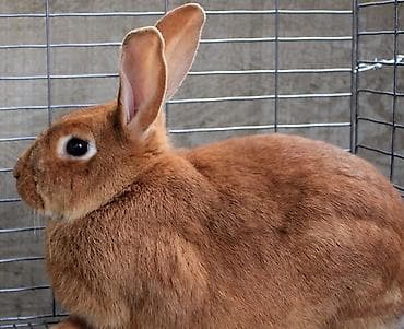 утки с утятами: Продаю | Крольчиха (самка) | Для разведения — 4