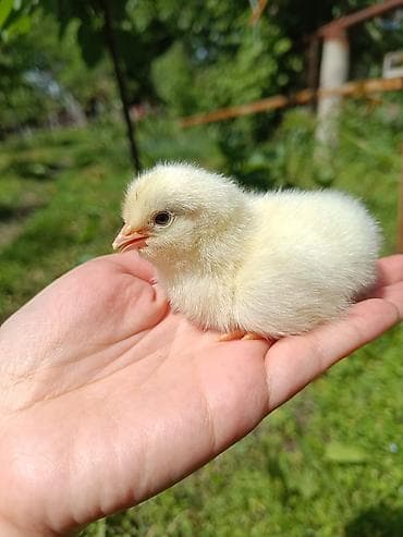 корозия: Продаю | Цыплята — 1