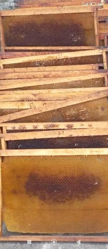 скупка кара балта: Продаётся Сушь 150-штук для пчёл по-120с.Рамки сзбитые с проволкой — 1