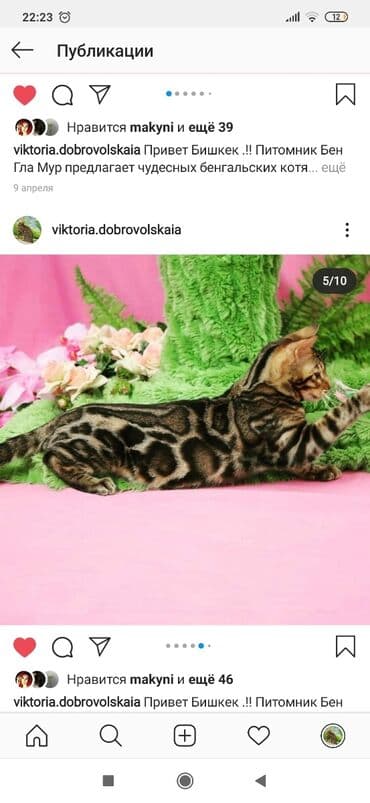 купить породистых котят: Красивейшие бенгальские котята .вырастают вот такими красавцами очень — 25