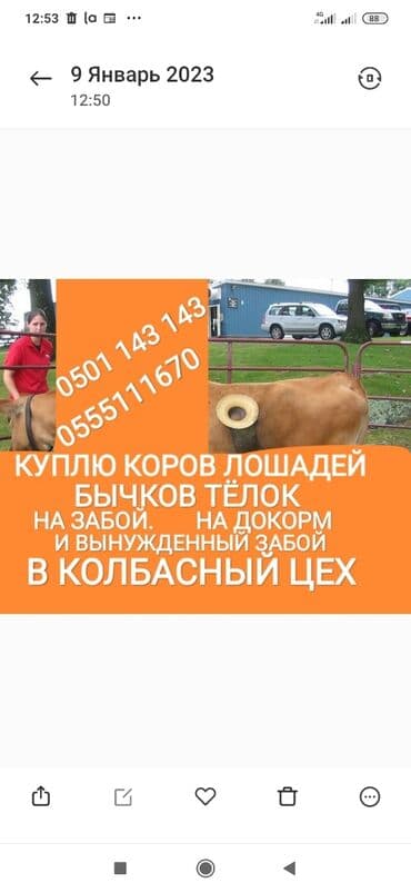 продажа щенков немецкой овчарки с документами в бишкеке: Куплю | Коровы, быки, Лошади, кони | Откормленные, Круглосуточно, Любое состояние — 1
