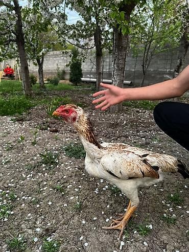 селекци: Продаю | Петух | Бойцовая | Для разведения — 8