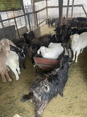 натуральный мёд: Продаю | Козёл (самец) — 1