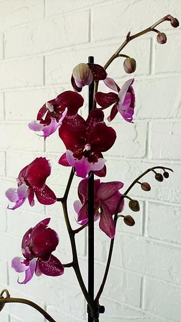 орхидея фото цена: Большой выбор сортовых орхидей, высота растений 70 см. цены от 1450 до — 9