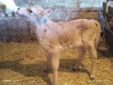 Животные: Продаю | Музоо, торпок | На откорм | Искусственник — 4