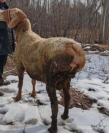 Услуги ветеринара: Продаю | Овца (самка) | Для разведения — 3