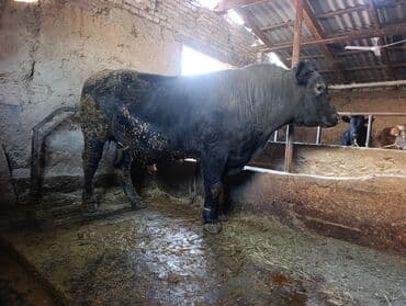 продаю связи с переездом: Продаю | Бык (самец) | Для разведения | Осеменитель — 4