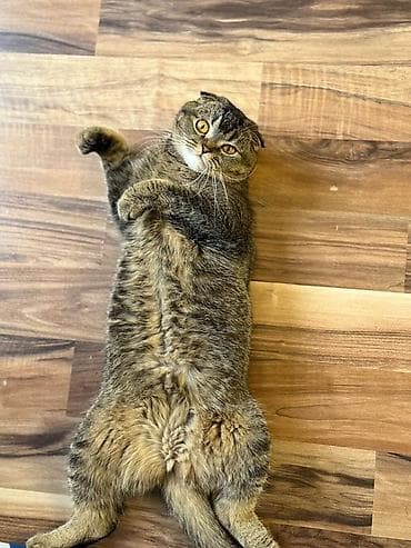 Скотиш Фолд (Шотландская вислоухая), 3 года, Девочка, Кастрирована, Приучена к лотку, С прививками