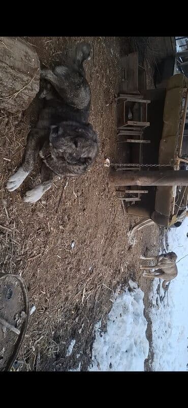 купить собаку доберман: Пастушья/стороживая собака крупного формата (кыргыз добот/старотипная — 10