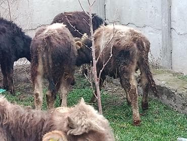 все для животных: Продаю | Музоо, торпок | Полукровка | Для разведения — 3