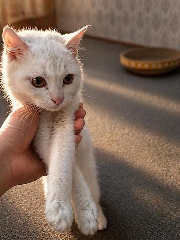 кошка с разными глазами: Персидская, 2 месяца, Девочка, Белый, Приучена к лотку — 2