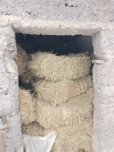 Чоп сатам Ысык Ата району Туз айылы ушул номирге чалыныздар