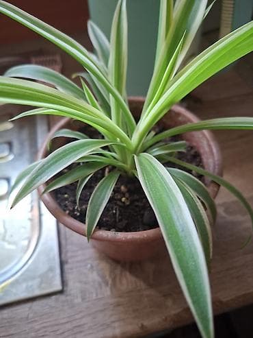 Айымдардын бут кийими: Болмо гулу сатылат — 1