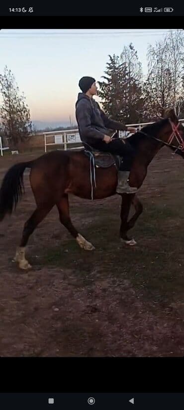 собака для охоты: Продаю | Жеребец | Конный спорт — 2