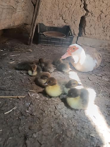 Продаю Индаутку с утятами домашние.(Мускусные Уткин).10 утят