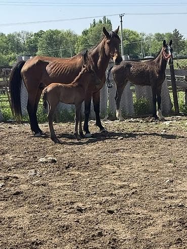 щенки мопсы: Продаю | Кобыла (самка) | Полукровка, Дончак, Английская | Для разведения, Для молока | Племенные — 5