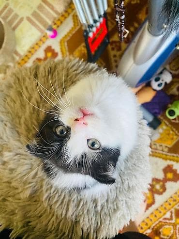 кандек собака: Котята, домашнее выращивание. - Породы/типы: один котёнок однотонный — 2