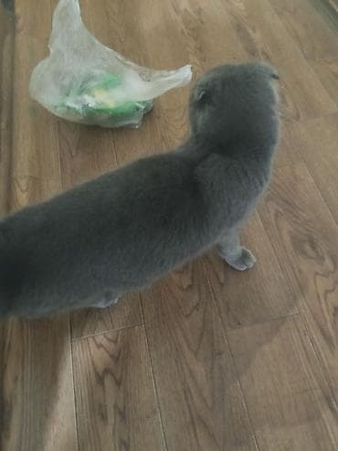 шотландская лиловая кошка: Шотландская кошка (скоттиш-фолд), окрас: сплошной серый (blue) — 4