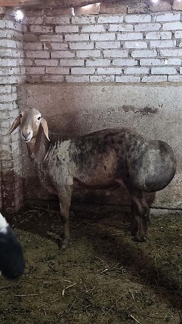 романовский овцы: Продаю | Баран (самец) | Гиссарская, Полукровка, Арашан | Для разведения | Племенные, Осеменитель — 5