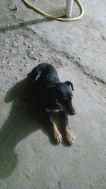 немецкая овчарка: Ит кууту: Ягдтерьер, Ургаачы, 1 жаш — 1