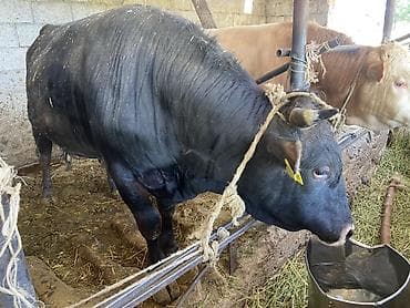 купить быка живым весом: Продаю | Бык (самец) — 3