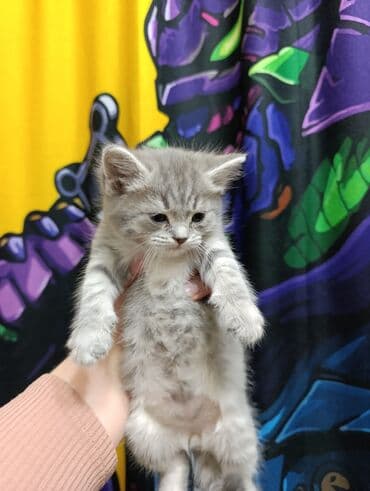 продажа кочкор: Продаются котята шотланской породы — 7