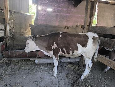 бык: Продаю | Тёлка | Алатауская | Для разведения | Не стельные — 3