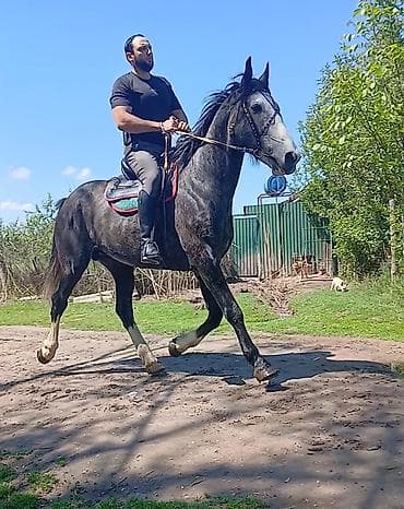 Животные: Продаю | Конь (самец), Жеребец | Кара Жорго | Для разведения, Рабочий, Конный спорт | Племенные, Осеменитель — 1