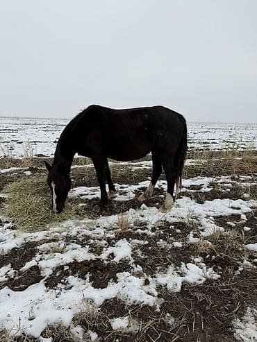 хаски собака цена: Продаю | Кобыла (самка) | Рабочий — 4