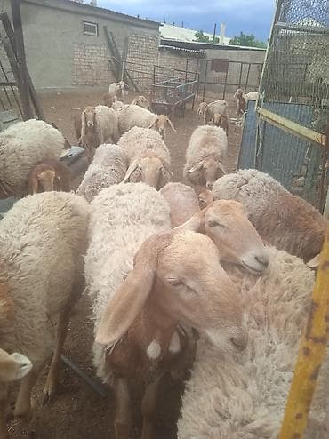 собаки немецкая овчарка: Продаю | Овца (самка) | Арашан | Для разведения | Племенные — 2