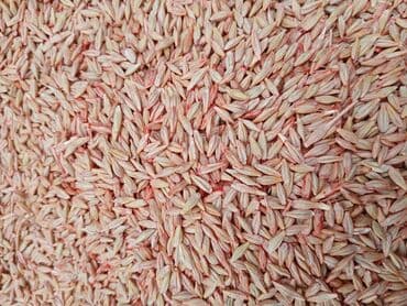 трилон б: Продаю семена канадского, шести рядного, высокоурожайного ячменя сорт — 2