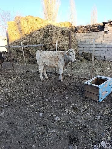 маленькие собаки: Продаю | Музоо, торпок | Полукровка | На откорм | Привязанные — 7