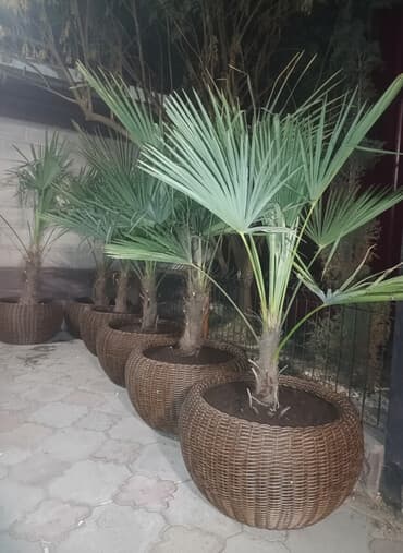 салат зимний: Пальмы высота 170 см., в кашпо с утеплителем — 2