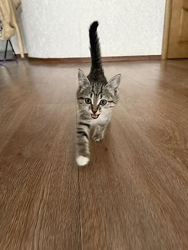 абиссинская кошка: Кошка даром: Беспородная, 1 месяц, Мальчик, Приучена к лотку, Проглистована — 9