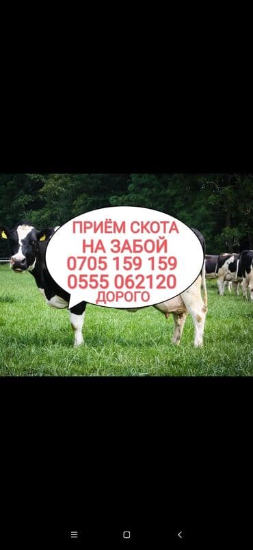 разведение сельскохозяйственных животных: Куплю | Коровы, быки, Лошади, кони, Другие с/х животные | Круглосуточно, Любое состояние, Забитый — 1